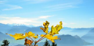 Od jakiej kwoty zadłużenia wchodzi komornik?