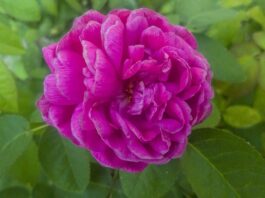 Czy zakładając firmę muszę płacić ZUS? Czy zakładając firmę muszę płacić ZUS?