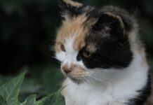 Czy najem okazjonalny coś daje? Czy najem okazjonalny coś daje?