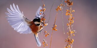 Jak wygląda obserwacja psychiatryczna?