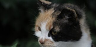 Czy trzeba zgłaszać najem prywatny 2023?