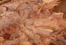 Kogo nie można wyrzucić z wynajmowanego mieszkania? Kogo nie można wyrzucić z wynajmowanego mieszkania?