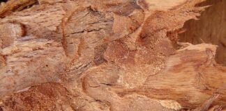 Kogo nie można wyrzucić z wynajmowanego mieszkania?