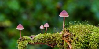 Jakie są rodzaje sytuacji kryzysowych?