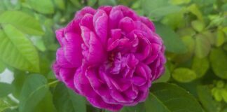 Kto płaci mały ZUS?