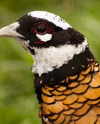 Jakie decyzje wydaje wójt? Jakie decyzje wydaje wójt?