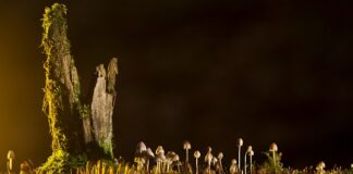 Jakie są rodzaje sieci dystrybucji?